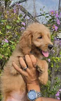 Blue, a female Goldendoodle and Miniature Goldendoodle for sale in Lake Mary, FL – 7 of 10