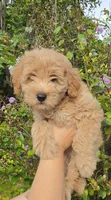 Purple, a female Goldendoodle and Miniature Goldendoodle for sale in Lake Mary, FL – 3 of 10