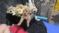 Green, a female Miniature Goldendoodle for sale in Lake Mary, FL – 2 of 3