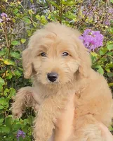 Red, a male Goldendoodle and Miniature Goldendoodle for sale in Lake Mary, FL – 7 of 10