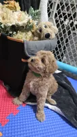Green, a female Miniature Goldendoodle for sale in Lake Mary, FL – 3 of 3