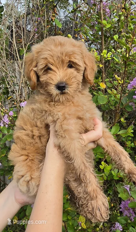 Green – Goldendoodle, Miniature Goldendoodle puppy for sale in Lake Mary, FL
