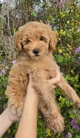 Green, a female Goldendoodle and Miniature Goldendoodle for sale in Lake Mary, FL – 1 of 10
