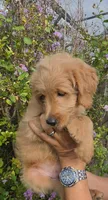 Blue, a female Goldendoodle and Miniature Goldendoodle for sale in Lake Mary, FL – 9 of 10
