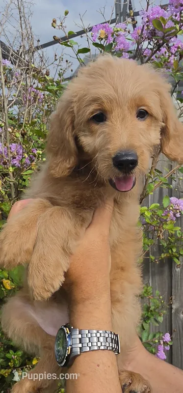 Blue – Goldendoodle, Miniature Goldendoodle puppy for sale in Lake Mary, FL