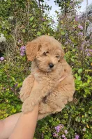 Purple, a female Goldendoodle and Miniature Goldendoodle for sale in Lake Mary, FL – 7 of 10