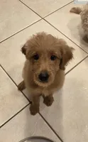 Blue, a female Goldendoodle and Miniature Goldendoodle for sale in Lake Mary, FL – 3 of 10