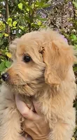 Red, a male Goldendoodle and Miniature Goldendoodle for sale in Lake Mary, FL – 3 of 10