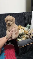 Red, a male Miniature Goldendoodle for sale in Lake Mary, FL – 3 of 4