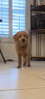 Blue, a female Miniature Golden Retriever and Miniature Goldendoodle for sale in Lake Mary, FL – 6 of 9