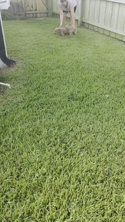 Purple, a female Goldendoodle and Miniature Goldendoodle for sale in Lake Mary, FL – 5 of 10