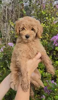 Green, a female Goldendoodle and Miniature Goldendoodle for sale in Lake Mary, FL – 5 of 10