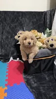 Red, a male Miniature Goldendoodle for sale in Lake Mary, FL – 2 of 4