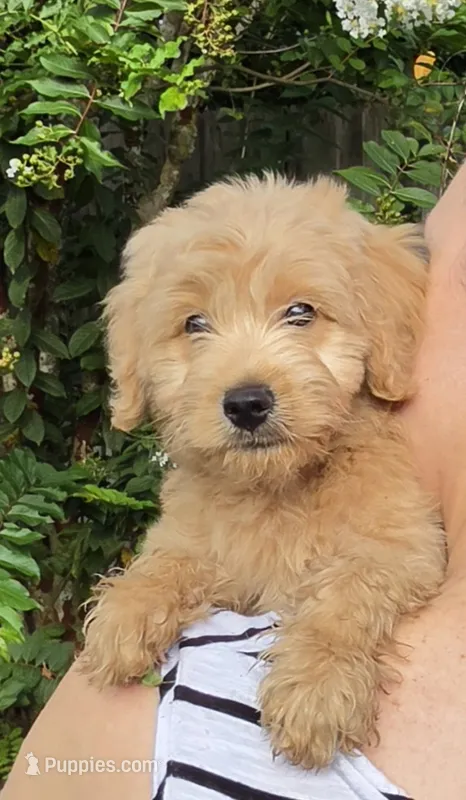 Red – Goldendoodle, Miniature Goldendoodle puppy for sale in Lake Mary, FL