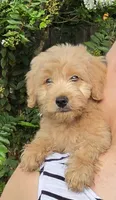 Red, a male Goldendoodle and Miniature Goldendoodle for sale in Lake Mary, FL – 1 of 10