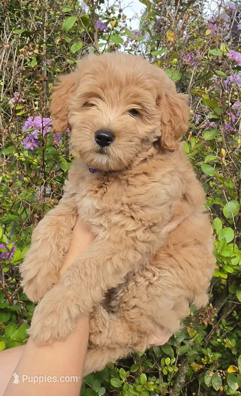 Purple – Goldendoodle, Miniature Goldendoodle puppy for sale in Lake Mary, FL