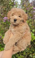 Purple, a female Goldendoodle and Miniature Goldendoodle for sale in Lake Mary, FL – 1 of 10