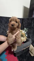 Orange, a female Miniature Goldendoodle for sale in Lake Mary, FL – 3 of 4