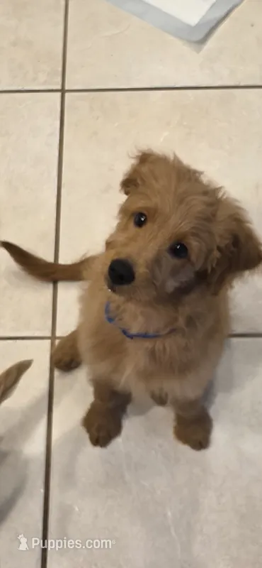Blue – Goldendoodle, Miniature Goldendoodle puppy for sale in Lake Mary, FL