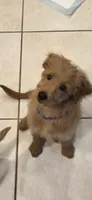Blue, a female Miniature Golden Retriever and Miniature Goldendoodle for sale in Lake Mary, FL – 4 of 9