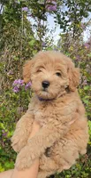 Purple, a female Goldendoodle and Miniature Goldendoodle for sale in Lake Mary, FL – 8 of 10