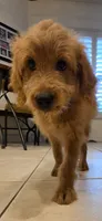 Blue, a female Miniature Golden Retriever and Miniature Goldendoodle for sale in Lake Mary, FL – 8 of 9