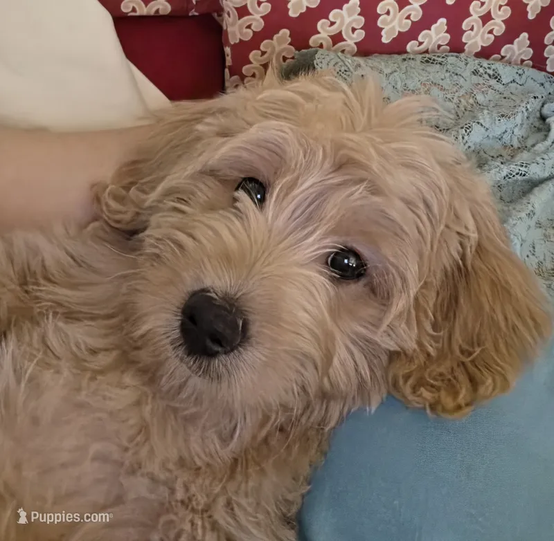 Red – Miniature Goldendoodle puppy for sale in Lake Mary, FL