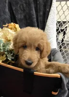 Blue, a female Miniature Goldendoodle for sale in Lake Mary, FL – 4 of 4