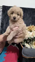 Red, a male Miniature Goldendoodle for sale in Lake Mary, FL – 4 of 4