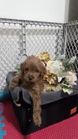 Yellow, a female Miniature Goldendoodle for sale in Lake Mary, FL – 2 of 5