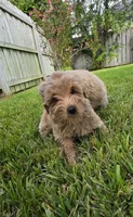 Green, a female Goldendoodle and Miniature Goldendoodle for sale in Lake Mary, FL – 9 of 10