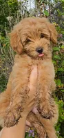 Green, a female Goldendoodle and Miniature Goldendoodle for sale in Lake Mary, FL – 6 of 10