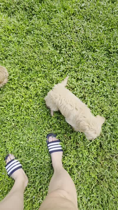Green, a female Goldendoodle and Miniature Goldendoodle for sale in Lake Mary, FL – 10 of 10
