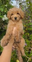 Green, a female Goldendoodle and Miniature Goldendoodle for sale in Lake Mary, FL – 2 of 10