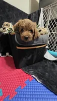 Orange, a female Miniature Goldendoodle for sale in Lake Mary, FL – 2 of 4