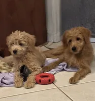 Blue, a female Miniature Golden Retriever and Miniature Goldendoodle for sale in Lake Mary, FL – 7 of 9