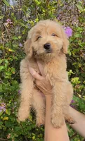 Red, a male Goldendoodle and Miniature Goldendoodle for sale in Lake Mary, FL – 5 of 10