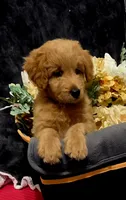 Blue, a female Miniature Goldendoodle for sale in Lake Mary, FL – 2 of 4
