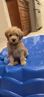 Purple, a female Miniature Goldendoodle for sale in Lake Mary, FL – 4 of 4