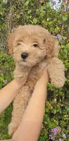 Purple, a female Goldendoodle and Miniature Goldendoodle for sale in Lake Mary, FL – 10 of 10