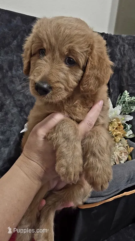 Blue – Miniature Goldendoodle puppy for sale in Lake Mary, FL