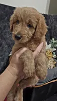 Blue, a female Miniature Goldendoodle for sale in Lake Mary, FL – 1 of 4
