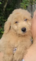 Red, a male Goldendoodle and Miniature Goldendoodle for sale in Lake Mary, FL – 2 of 10