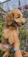Blue, a female Goldendoodle and Miniature Goldendoodle for sale in Lake Mary, FL – 5 of 10
