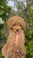 Green, a female Goldendoodle and Miniature Goldendoodle for sale in Lake Mary, FL – 7 of 10