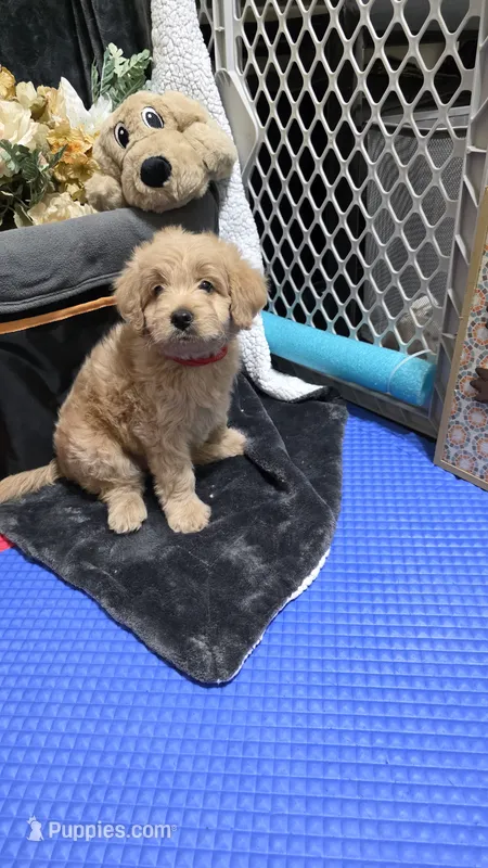 Red – Miniature Goldendoodle puppy for sale in Lake Mary, FL