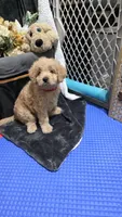 Red, a male Miniature Goldendoodle for sale in Lake Mary, FL – 1 of 4
