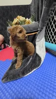 Yellow, a female Miniature Goldendoodle for sale in Lake Mary, FL – 5 of 5