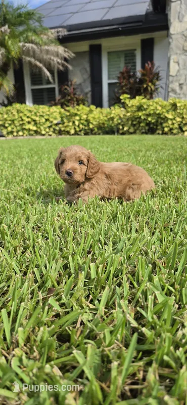 Orange – Miniature Goldendoodle puppy for sale in Lake Mary, FL
