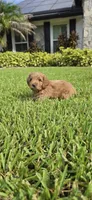 Orange, a female Miniature Goldendoodle for sale in Lake Mary, FL – 1 of 4